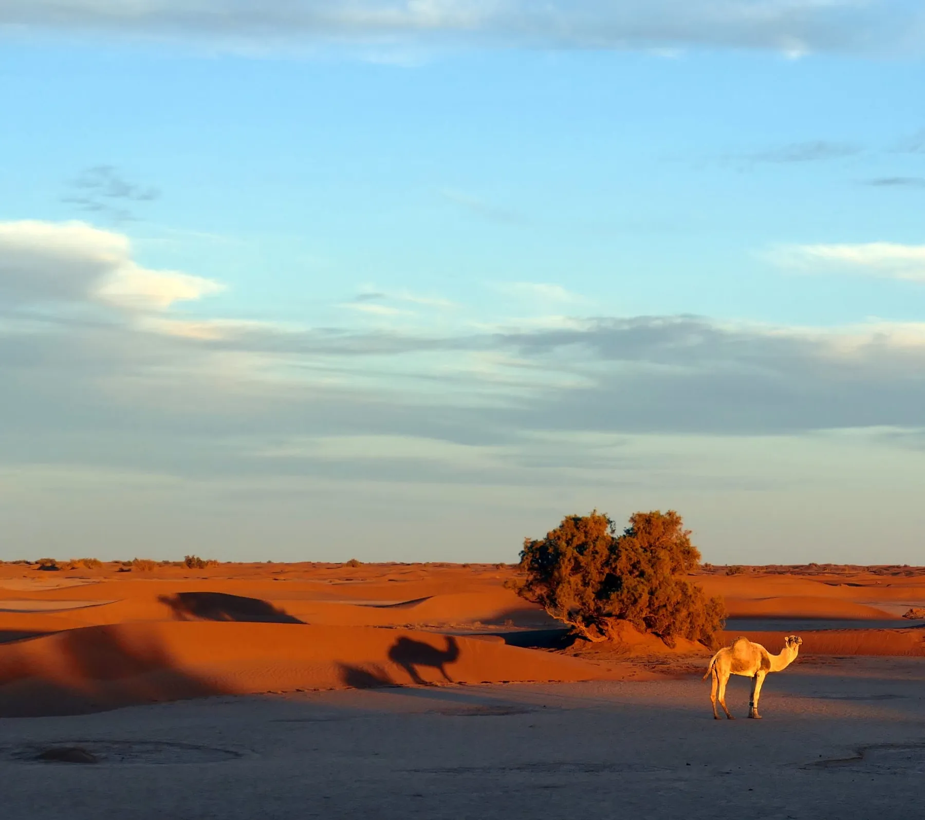 Camello y arbusto al atardecer en el desierto