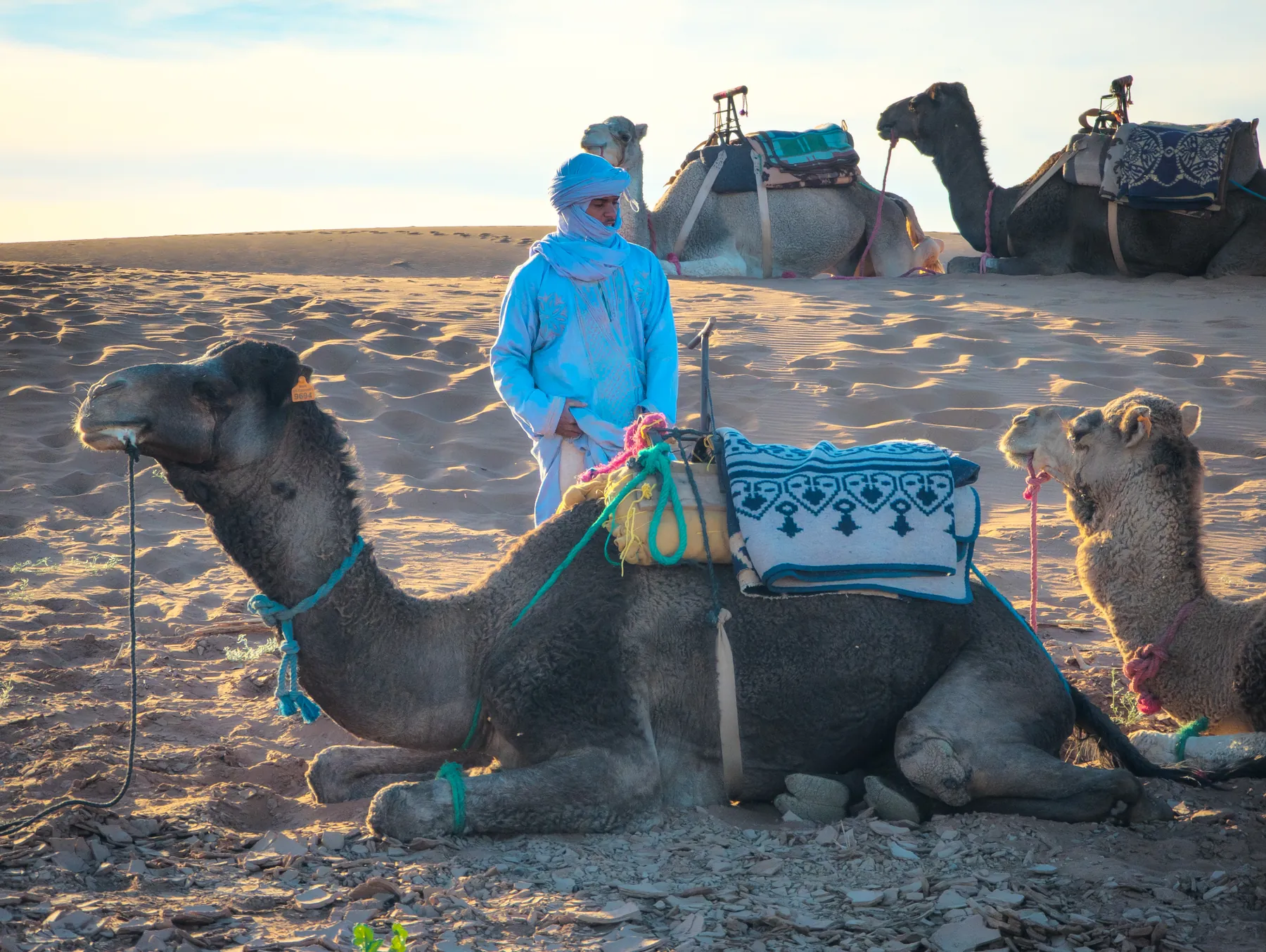 Camellos y guía con ropa azul al amanecer en el desierto