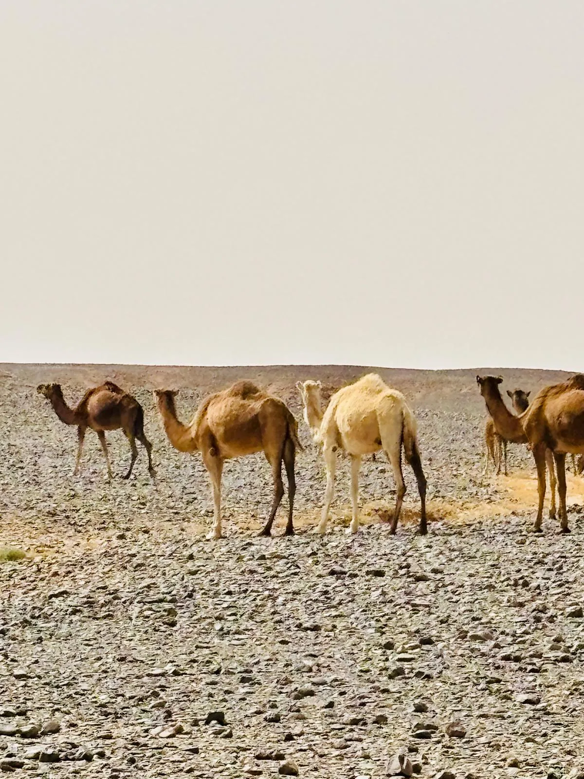 Camellos en un paisaje de piedras del desierto